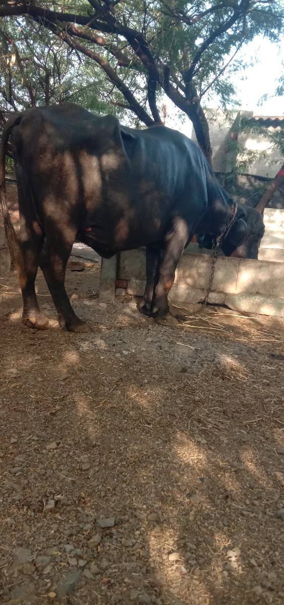 આ‌ ભેંશ વેચવાની છે