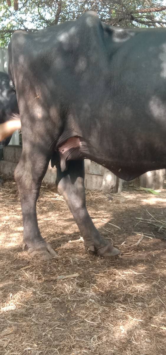 આ‌ ભેંશ વેચવાની છે