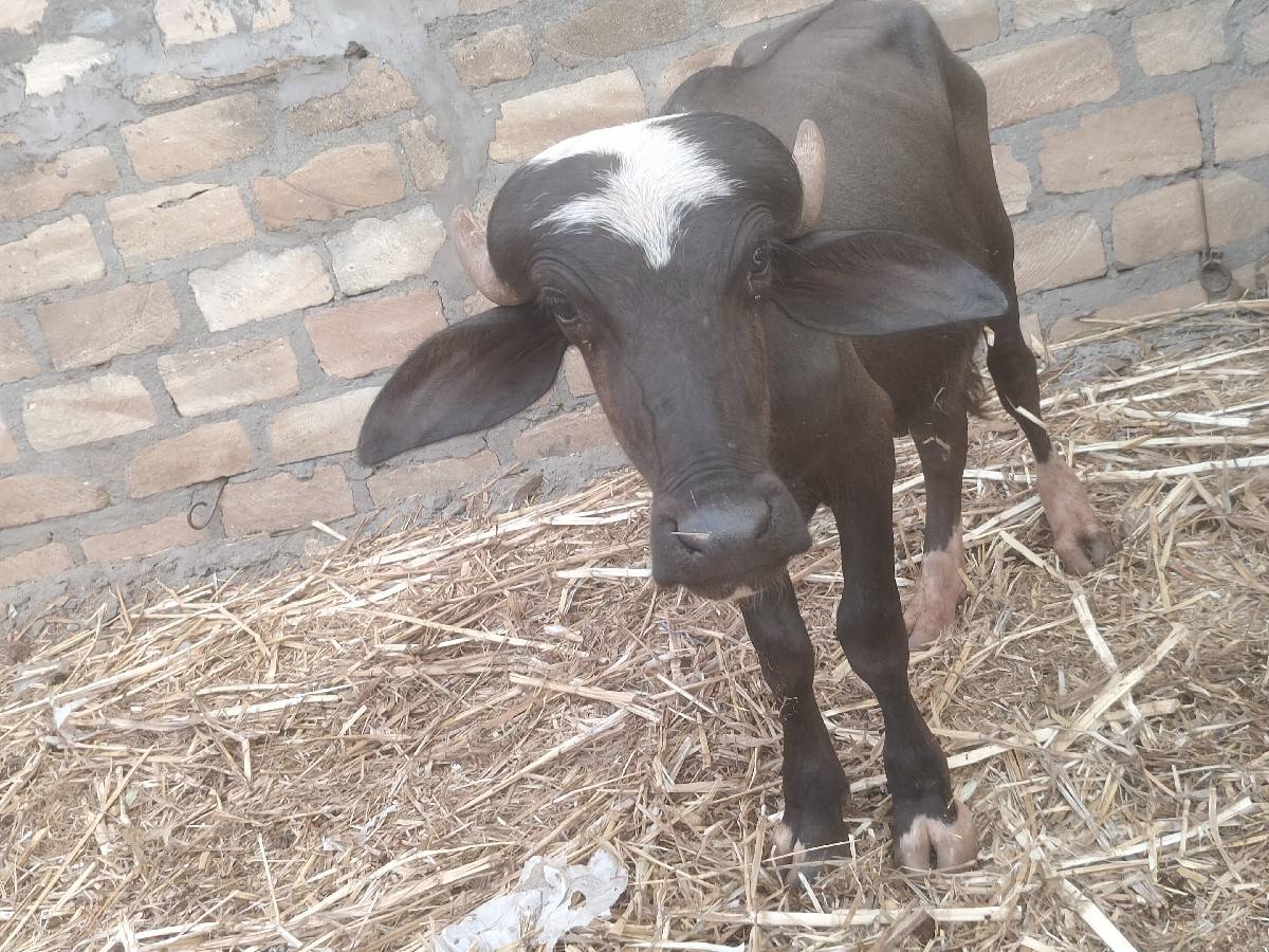 વેચવાનો
