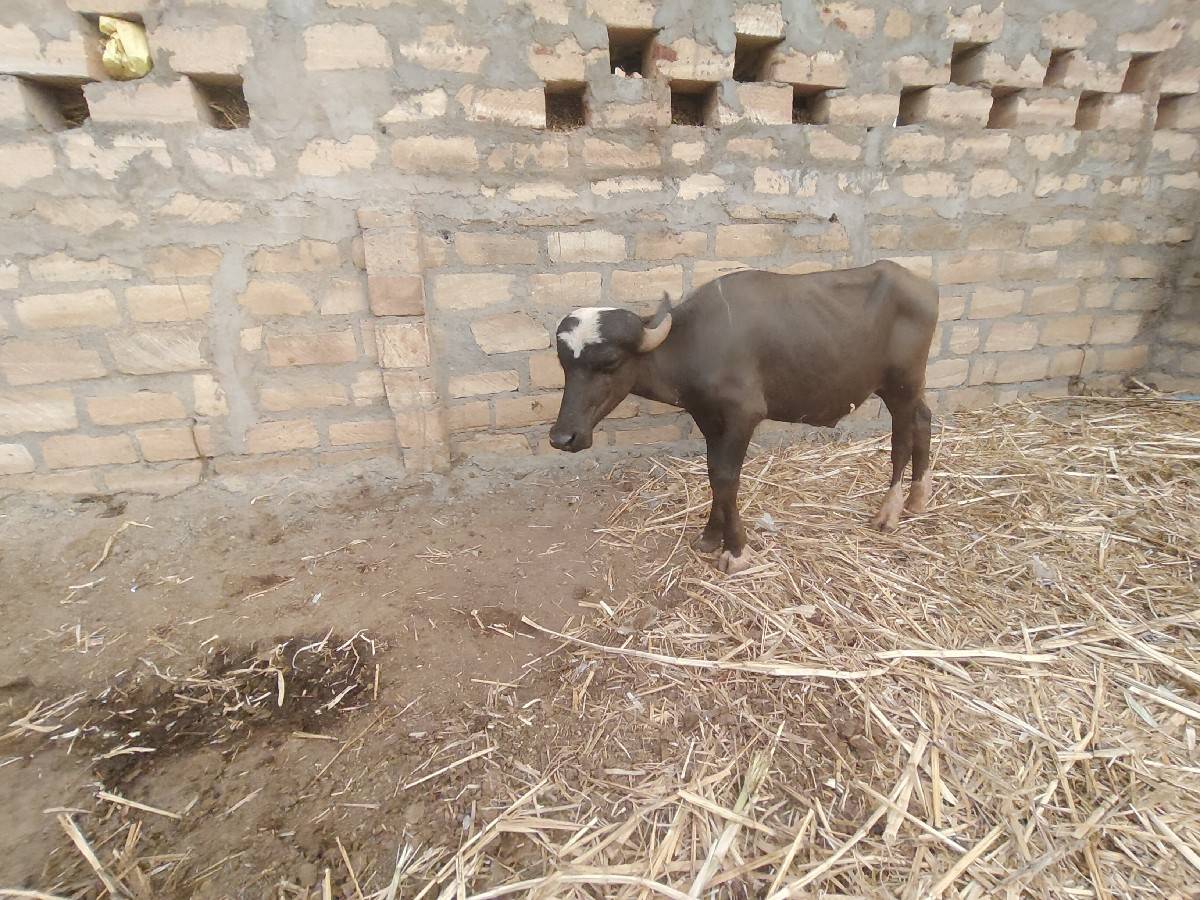 વેચવાનો
