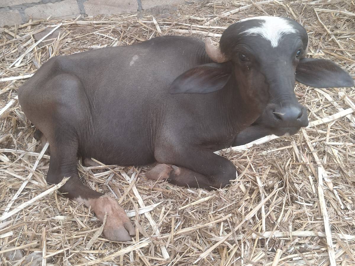 વેચવાનો