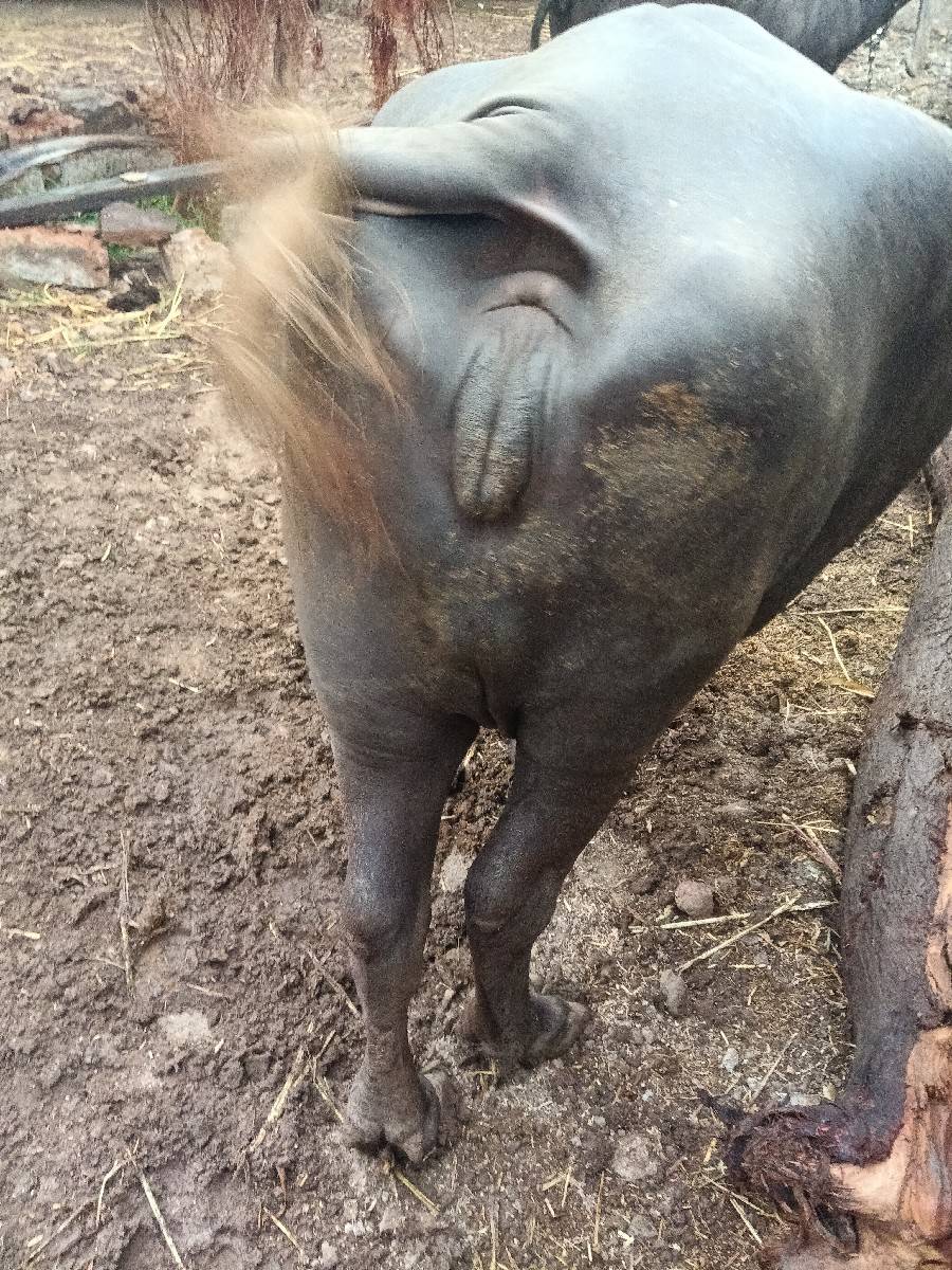૧ મહીનાની કાસી સે