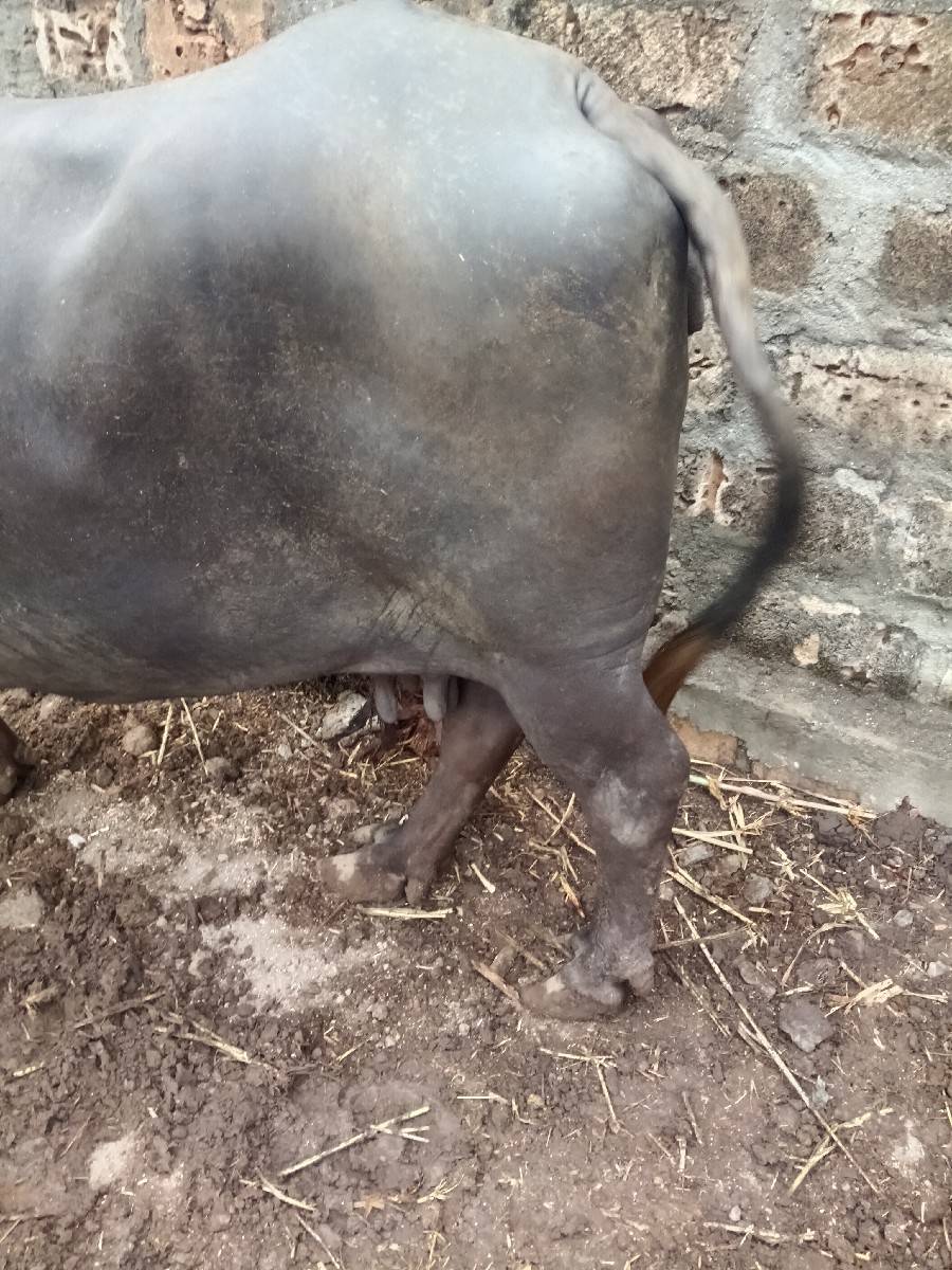 ૧ મહીનાની કાસી સે