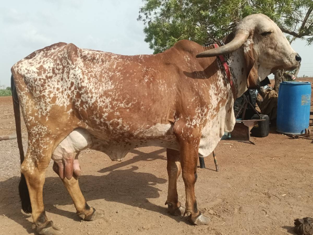 ગાય વેચવાની છે
