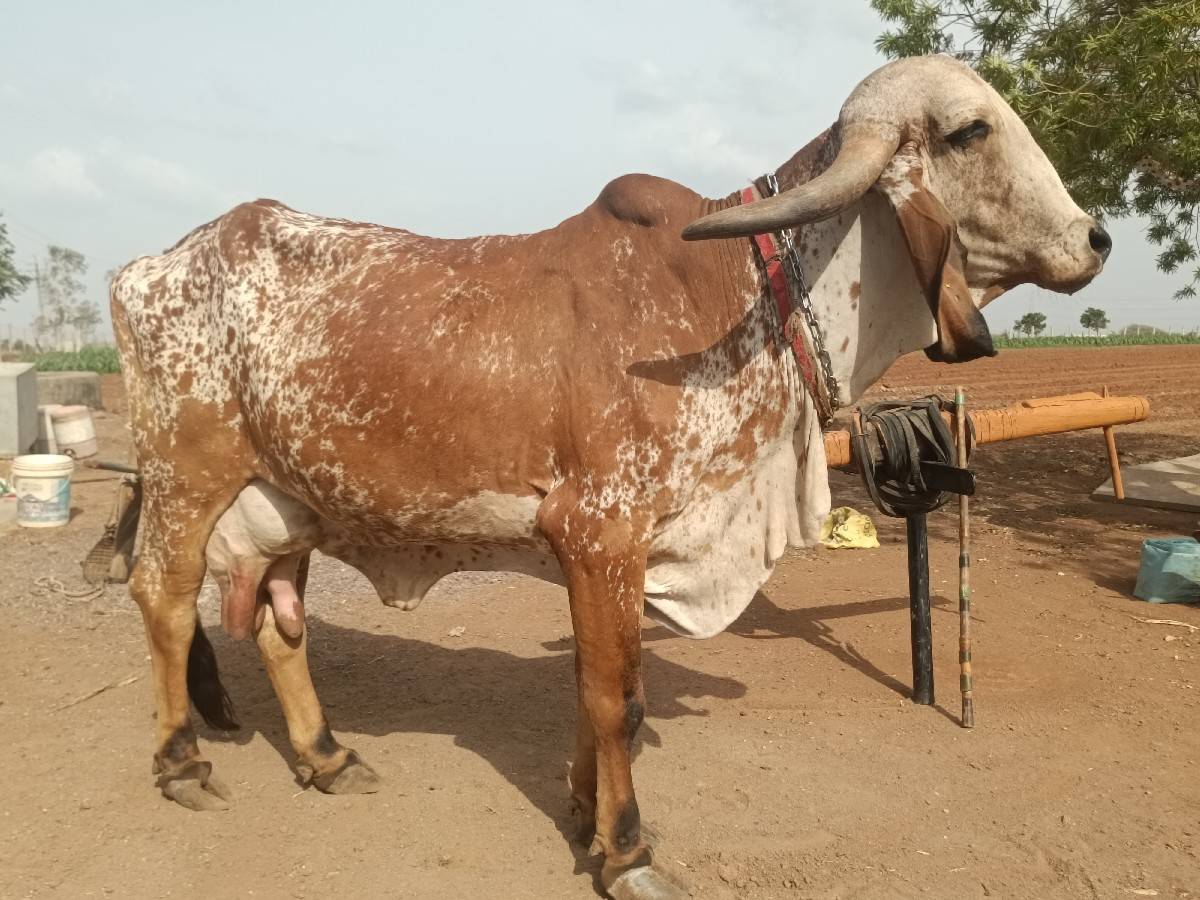 ગાય વેચવાની છે