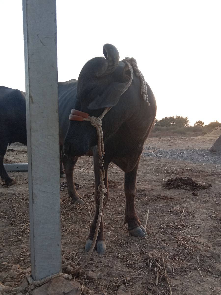 પેલા વેતરમાં ખડેલી