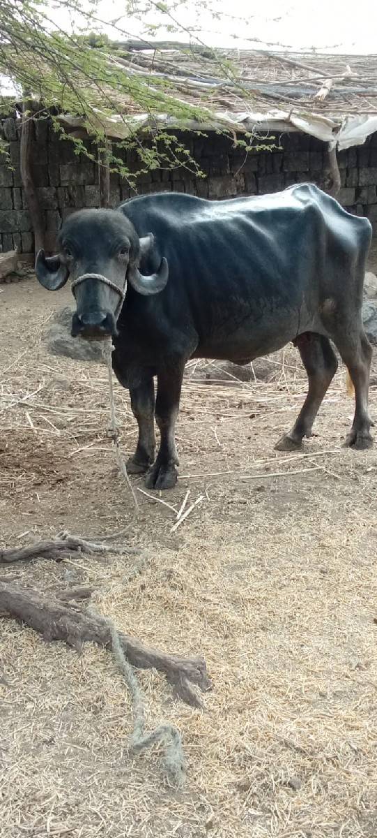 આ ભેસ વેચવાની છે