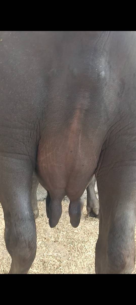 બે ભેંસ ચે બેય 3વેતર માં