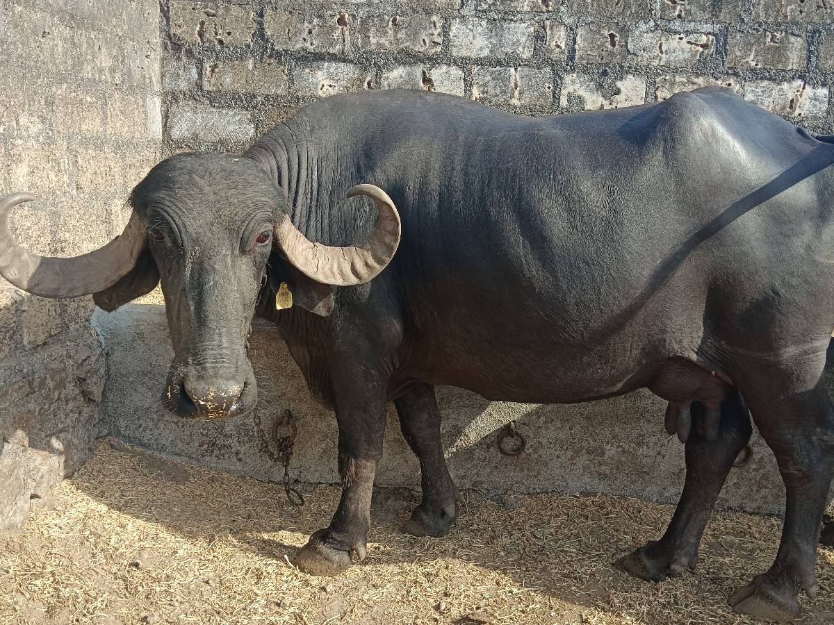 બે ભેંસ ચે બેય 3વેતર માં
