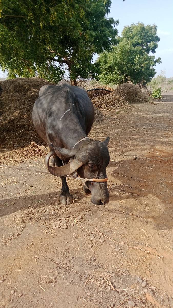 બીજુ વેતર આવે એક મહિના ની વાર છે લં
