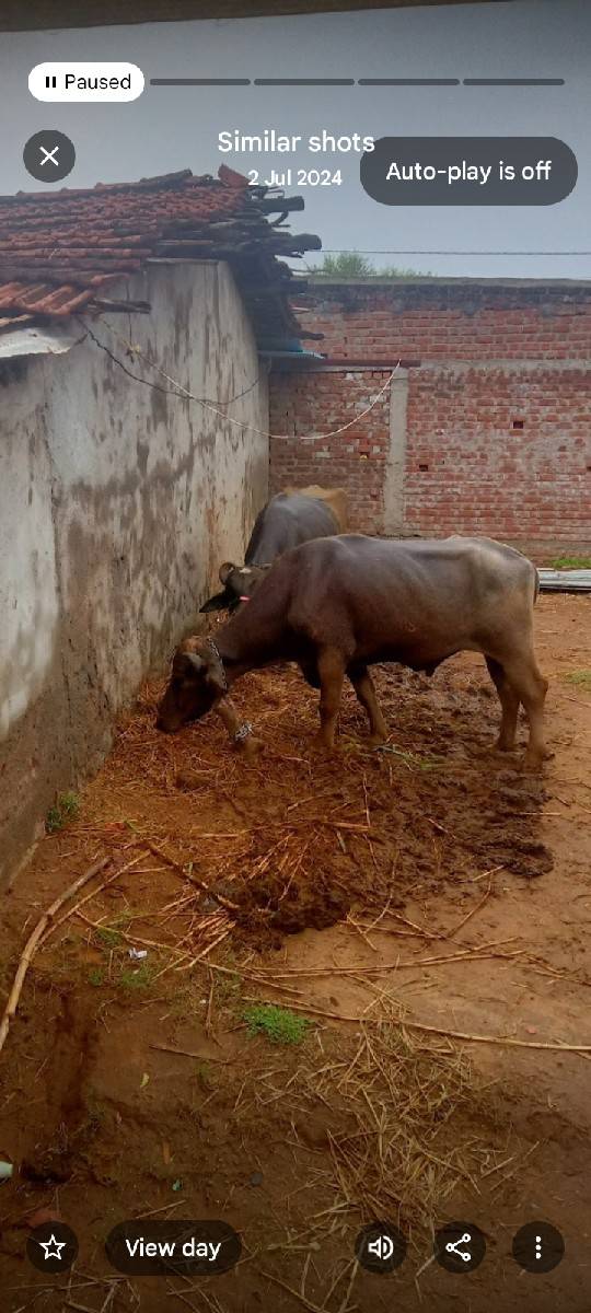 પાડો