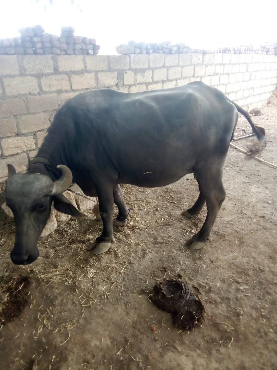 bhesh vechavani che