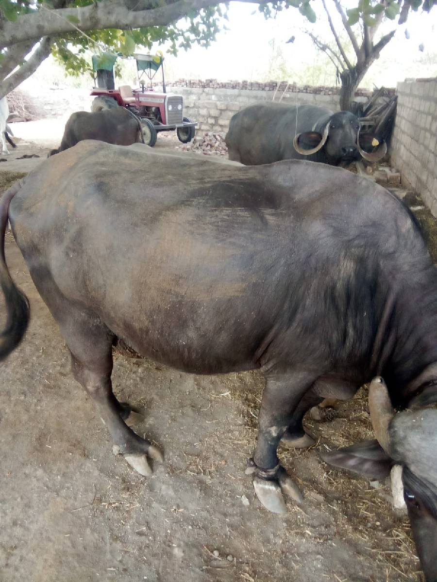 bhesh vechavani che