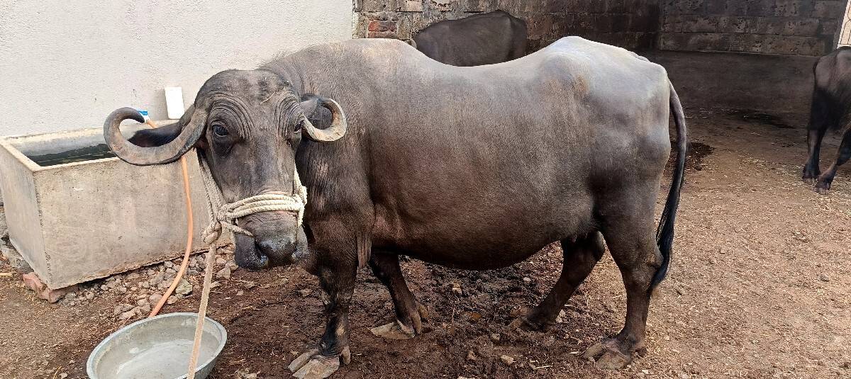 ભેંસ વેચવાની છે