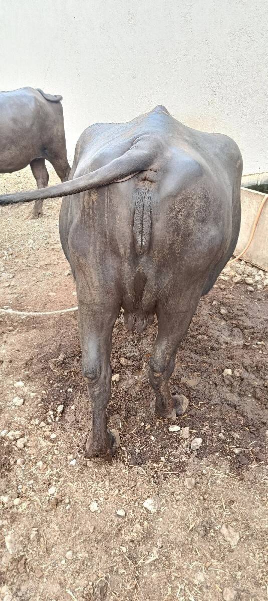 ભેંસ વેચવાની છે