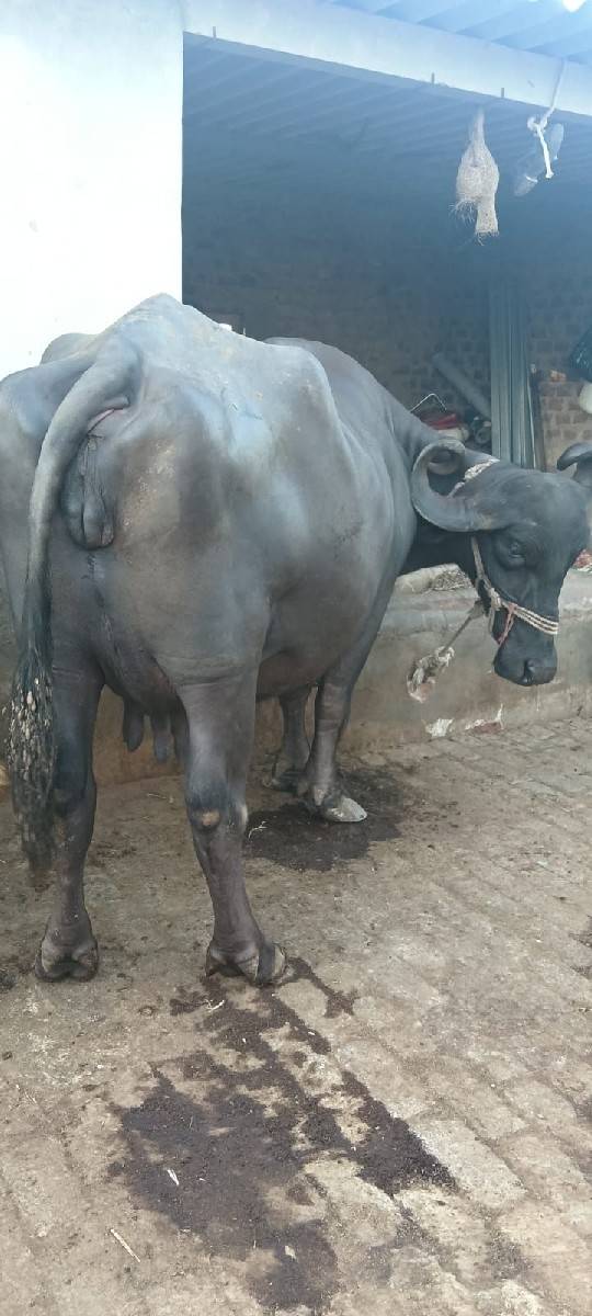 bhes...vechavani.se
