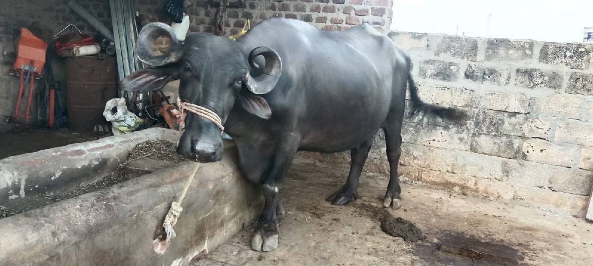 bhes...vechavani.se
