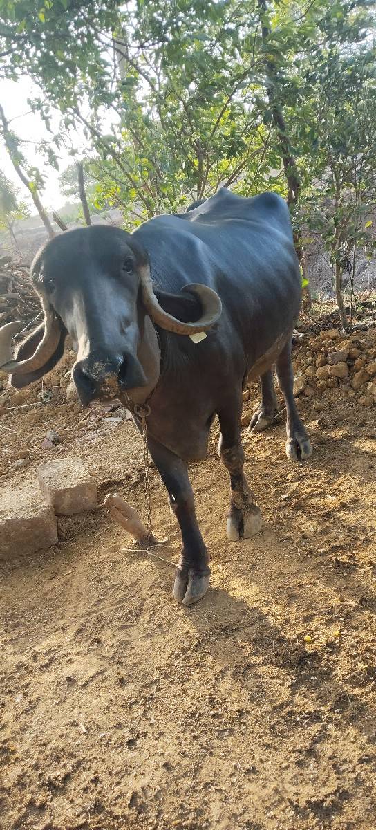 ભેંસ વેસવાની છે