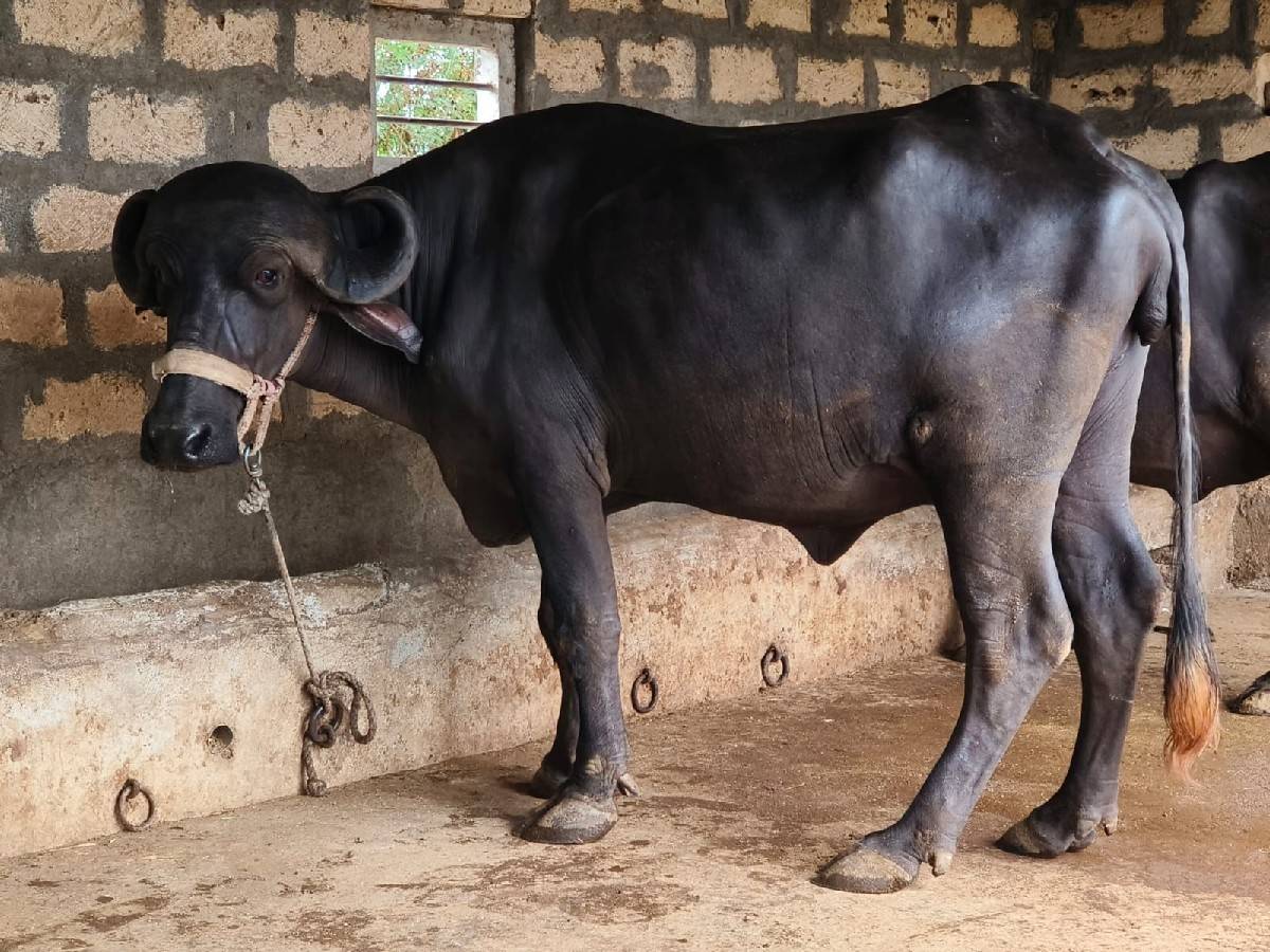 જાફરાબાદી ખળેલી વેચવાની છે