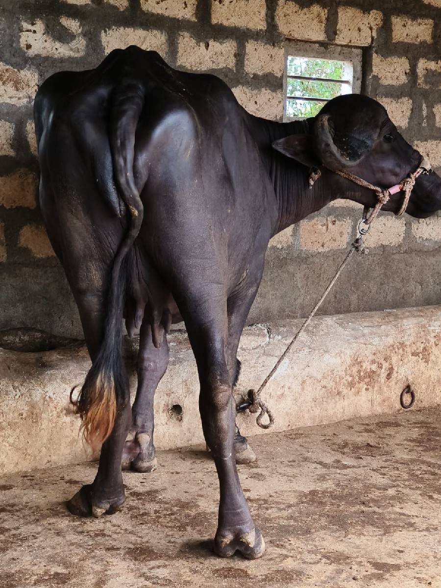 જાફરાબાદી ખળેલી વેચવાની છે