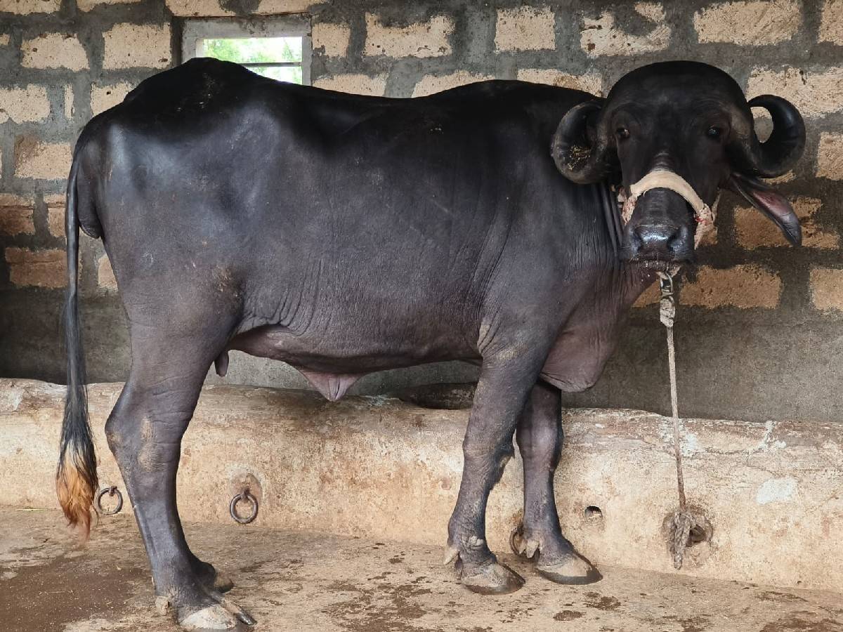 જાફરાબાદી ખળેલી વેચવાની છે