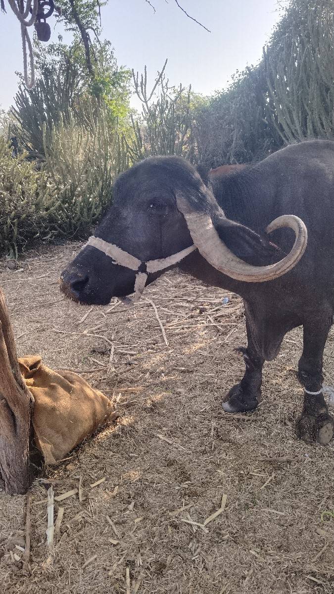 જાફરાબાદી ભેંસ