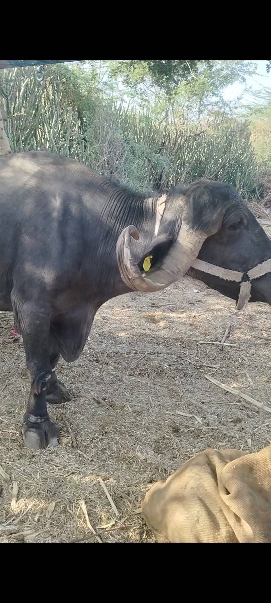 જાફરાબાદી ભેંસ