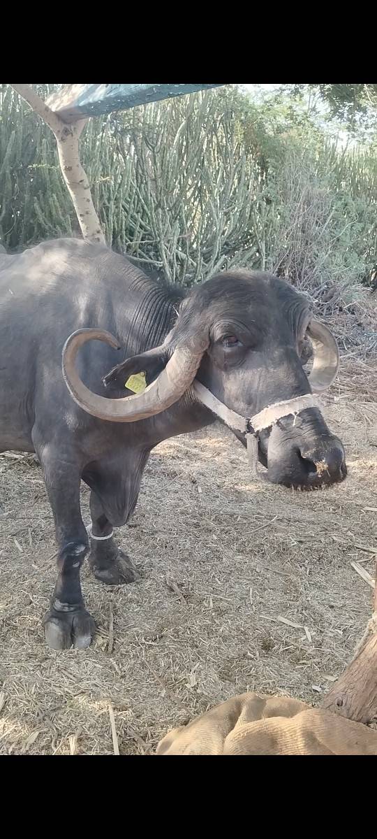 જાફરાબાદી ભેંસ