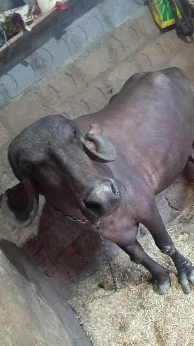 ભેંસ વેચવાની છે