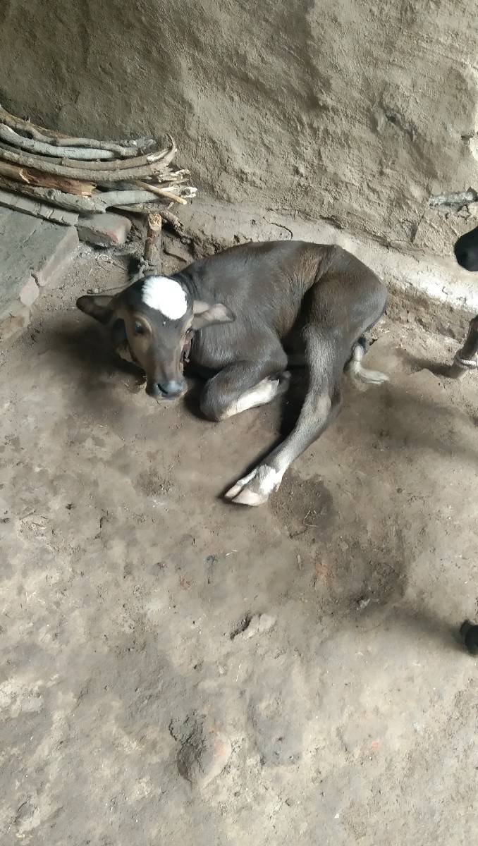 પાંચ દિવસ થયા વિયાણી ને
