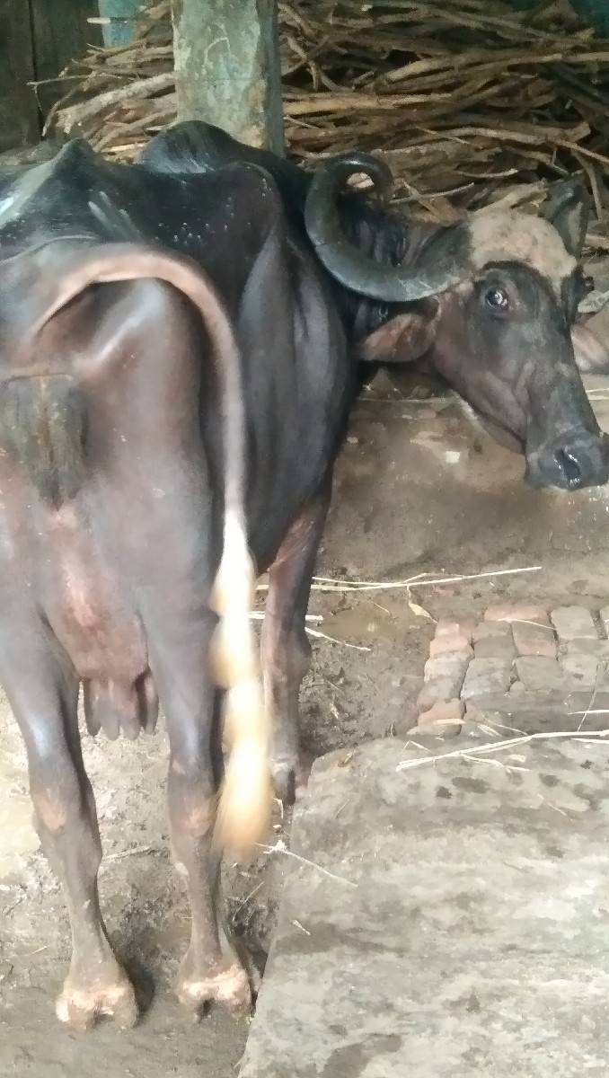 પાંચ દિવસ થયા વિયાણી ને