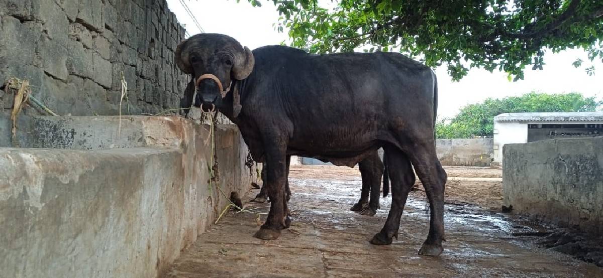 પાડો વેચવાનો છે
