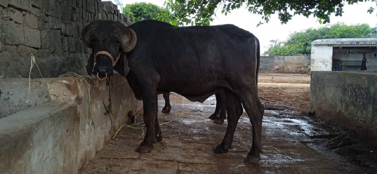 પાડો વેચવાનો છે