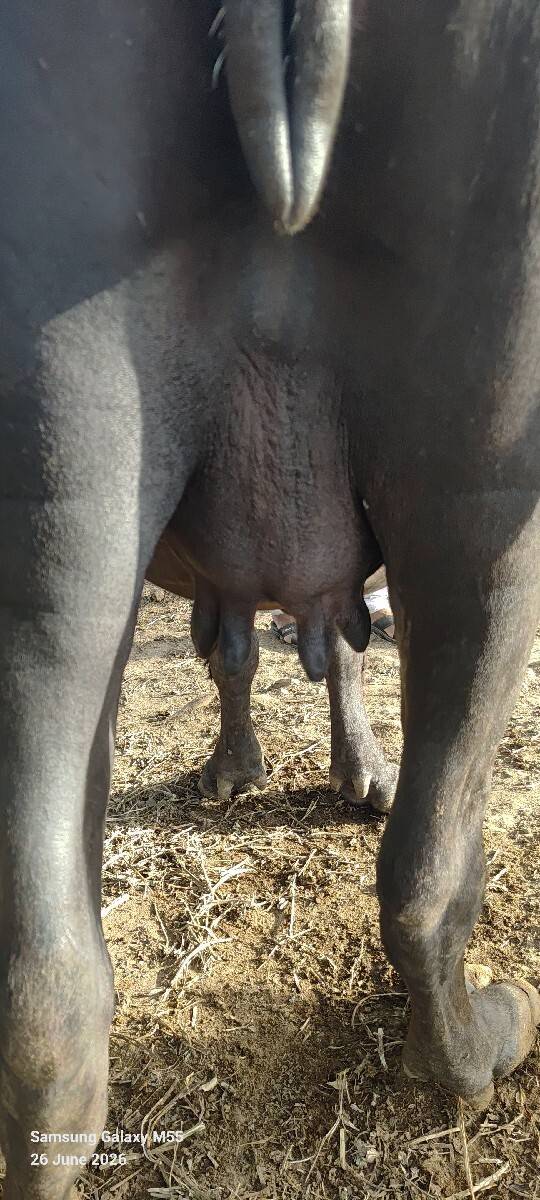 ભેસ  વેચવાની છે