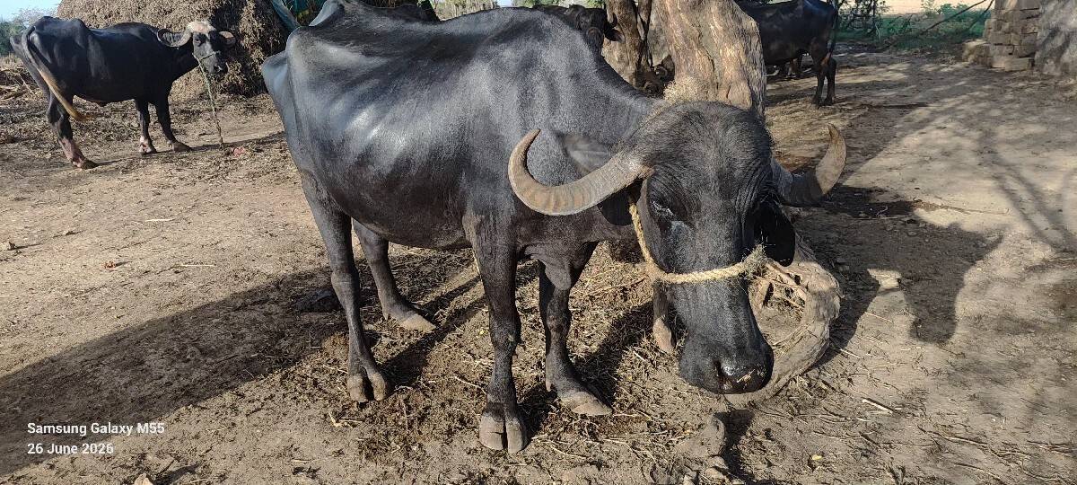 ભેસ  વેચવાની છે