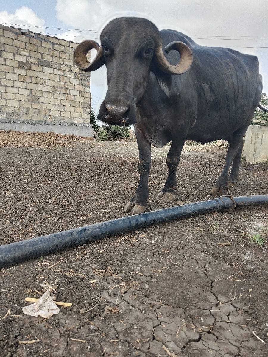 ભેંસ વેષવાણી સે