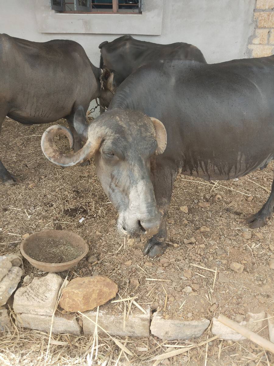 ભેંસ વેષવાણી સે