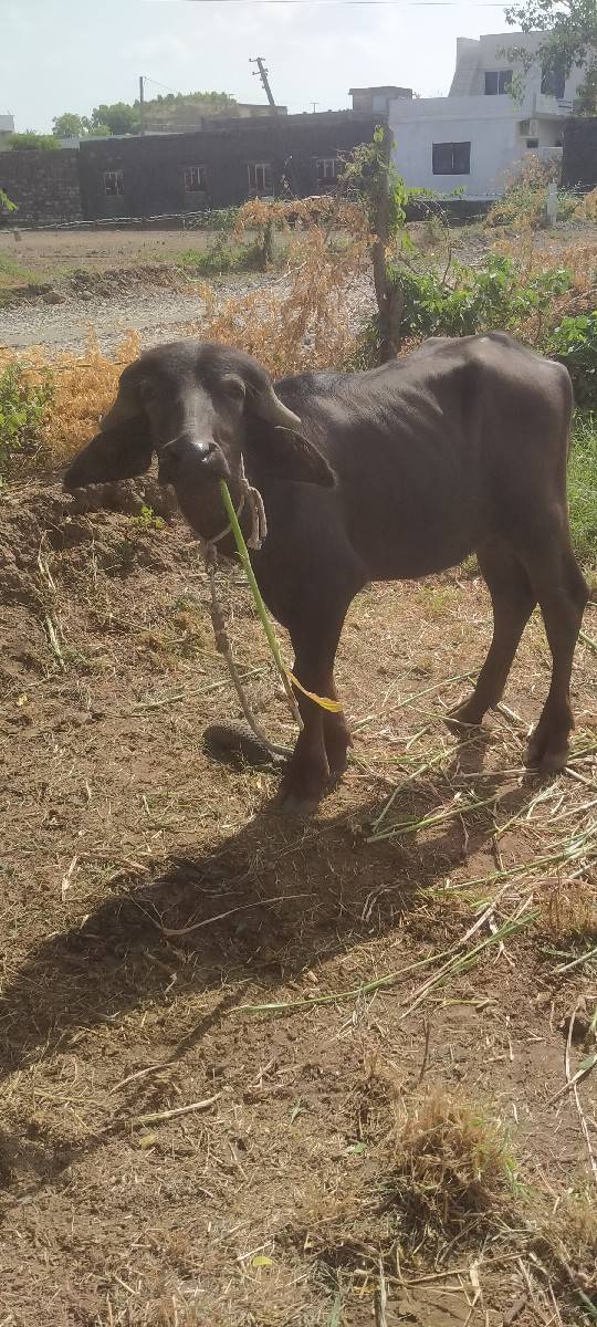 જાફરાબાદી પાડો
