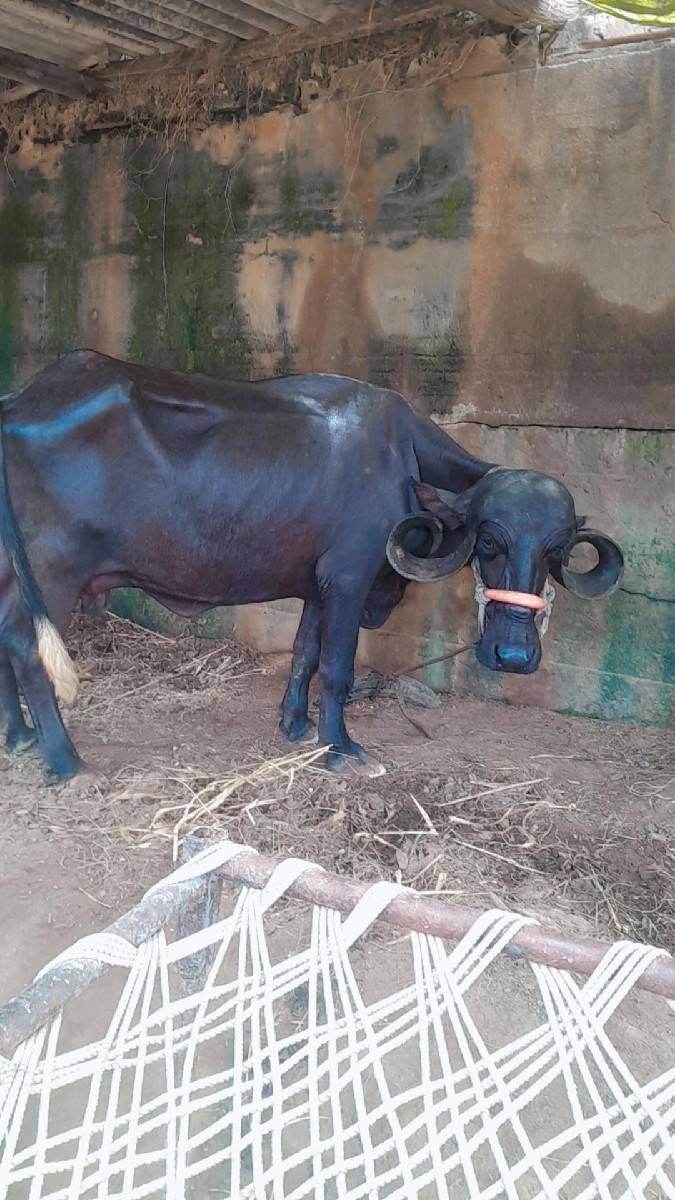 ખળેલી વેચવાની છે
