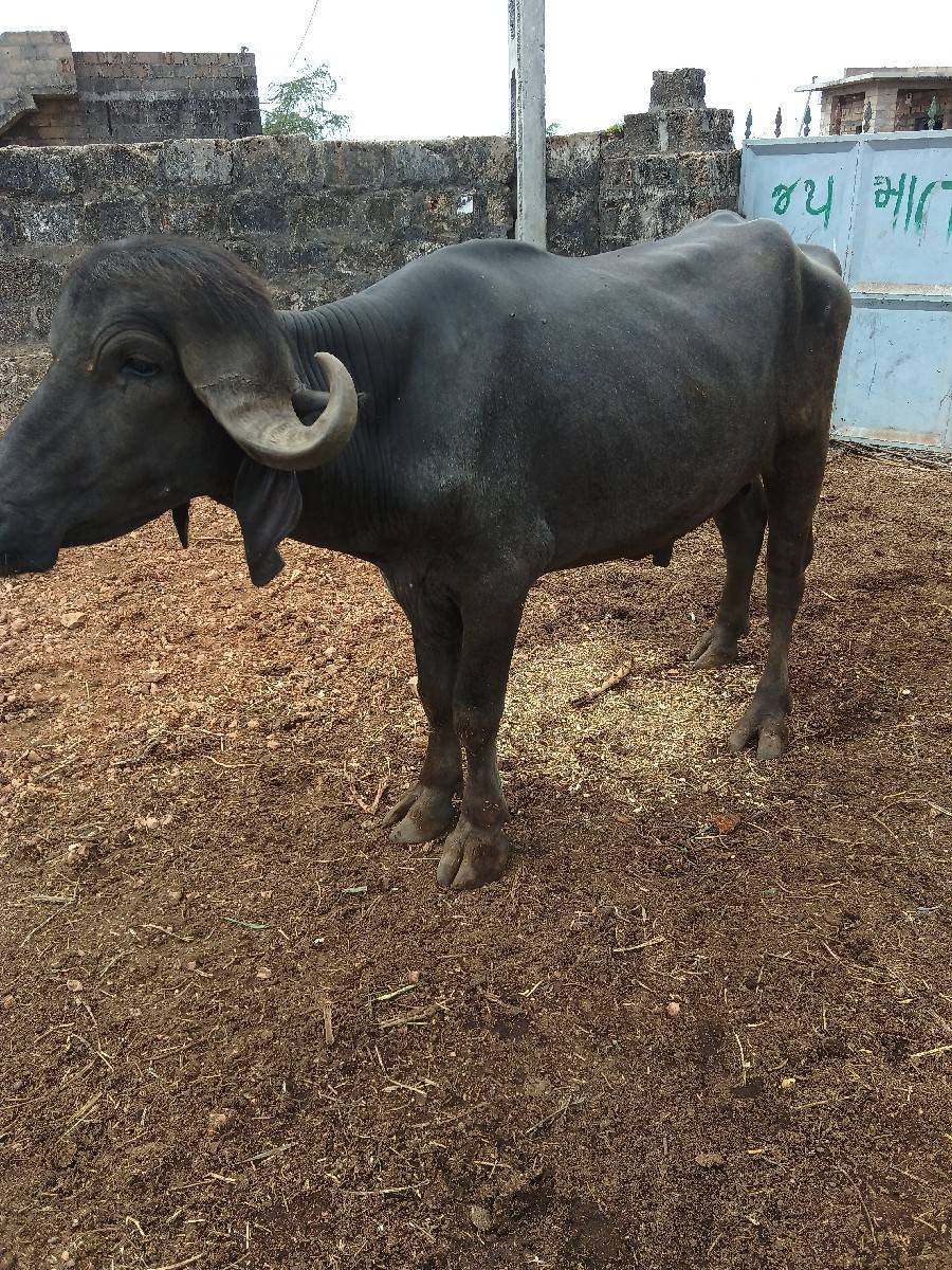 પાડો વેચવાનો છે