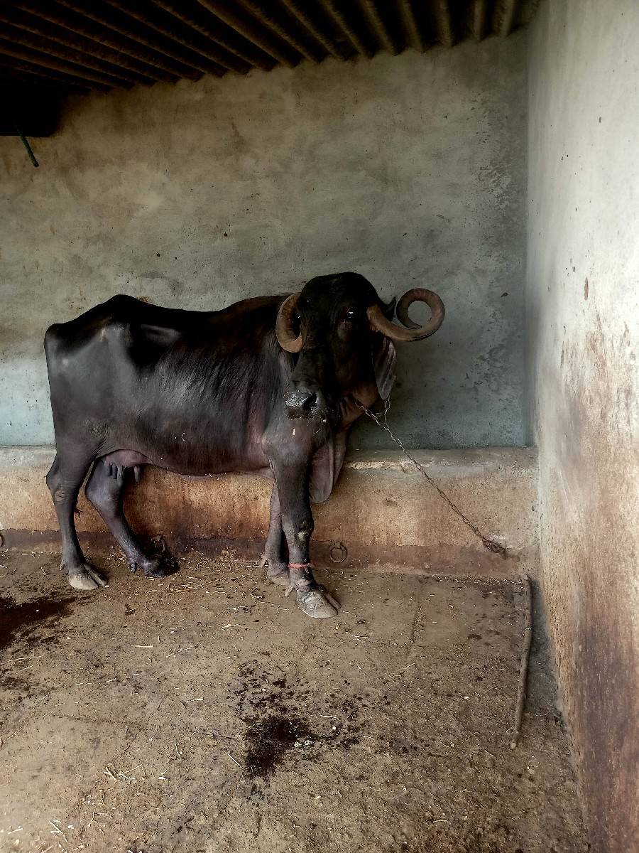 ભેસ વેચવાની છે ચાર મનાનીવાણલછે