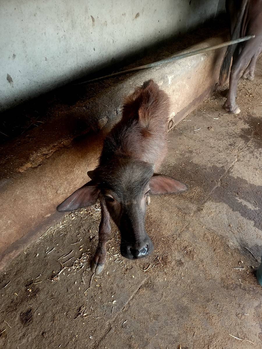 ભેસ વેચવાની છે ચાર મનાનીવાણલછે