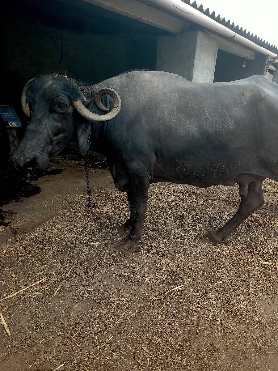 ભેસ વેચવાની છે ચાર મનાનીવાણલછે