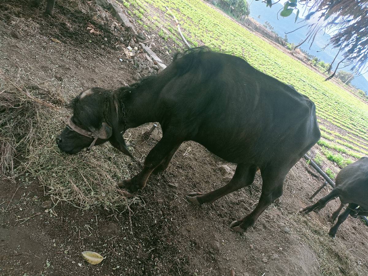 ખણલીવેસવાનેછે