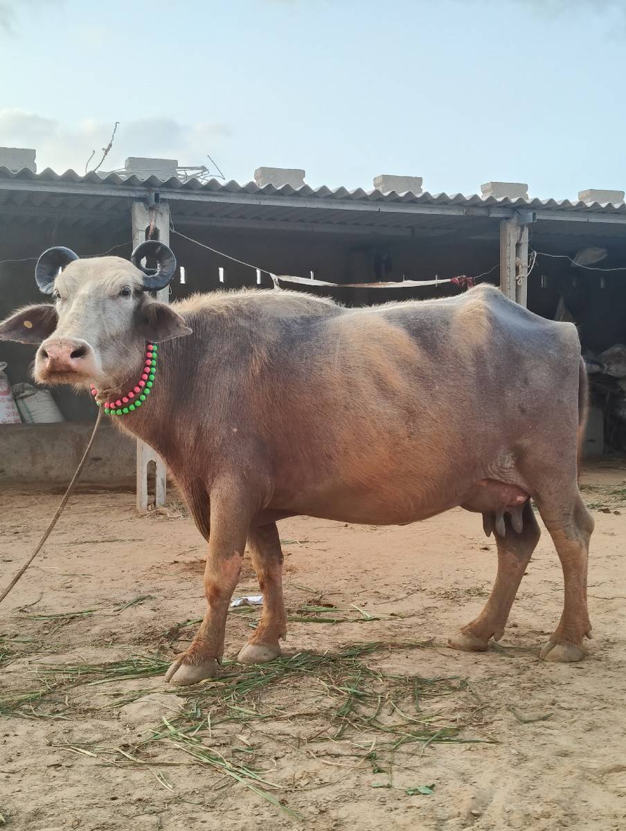એકદમ ચોખી બીજા વેતર ની બે ભેસુ છે