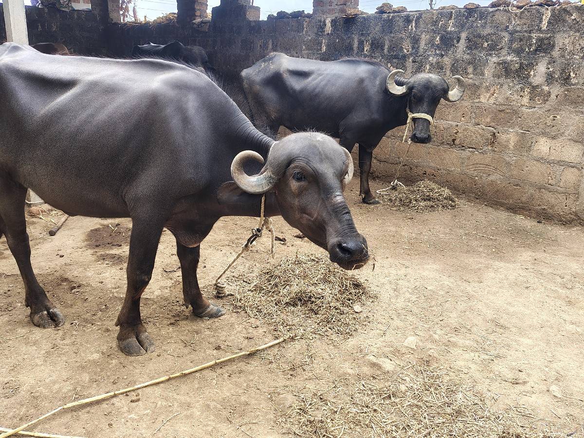 ખળેલી વેચવાની છે