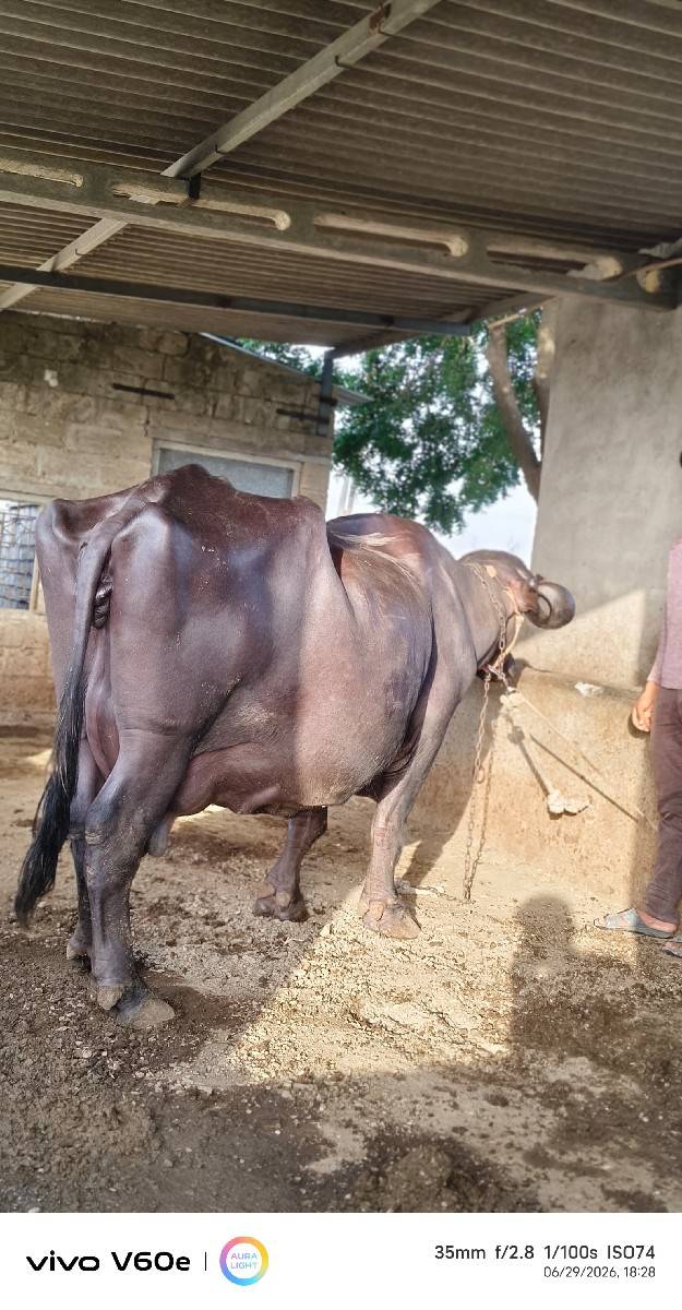 ભેંસ વેચવાની છે