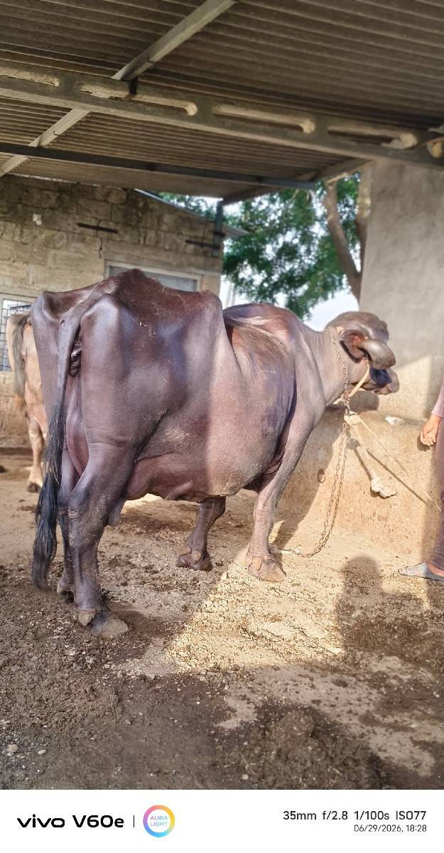 ભેંસ વેચવાની છે