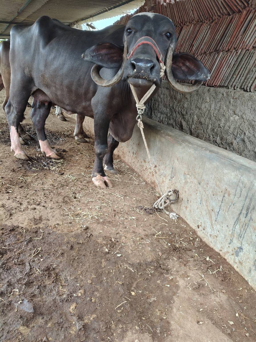 ભેંશ વેચવાની છે દુધ ૫
