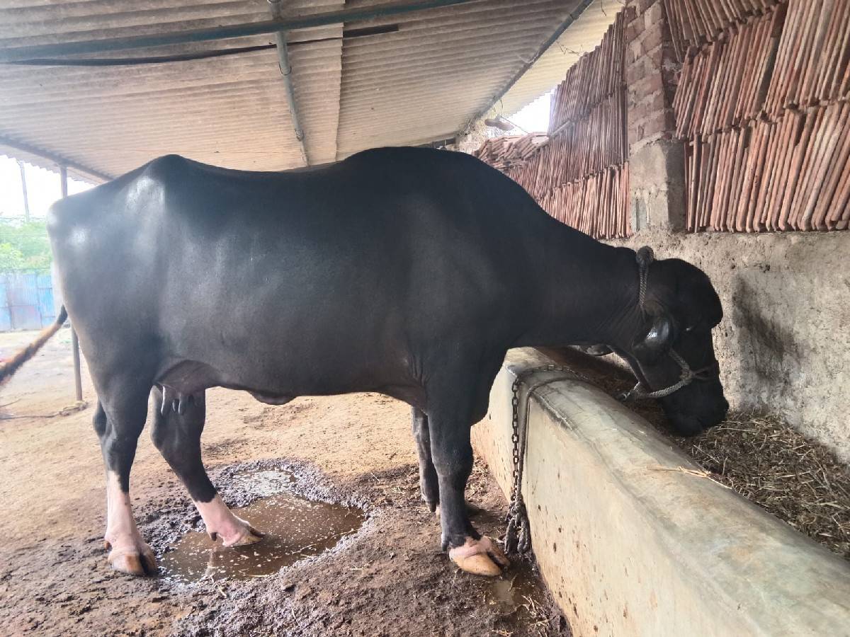 ભેંશ વેચવાની છે દુધ ૫